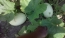 Garden of Eden