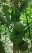 Garden of Eden